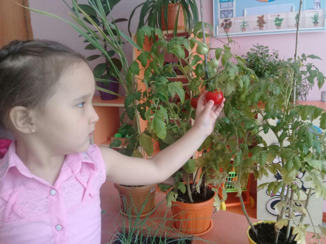 Балалардың терезе алдында өсірген бау - бақшасаы